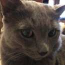 Подробнее об объявлении «Конаково Пропал кот» Фото: пропала кошка  «Конаково Пропал кот» в г. Конаково