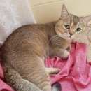 Подробнее об объявлении «Икша Пропал кот британец золотой-текированный» Фото: пропала кошка Британская короткошерстная «Икша Пропал кот британец золотой-текированный» в г. Икша