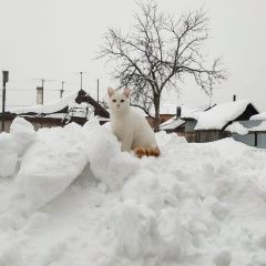 Подробнее об объявлении «Пропал кот Казань» Фото: пропала кошка  «Пропал кот Казань» в г. Казань