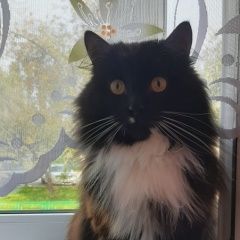Подробнее об объявлении «Пропал кот Тюмень» Фото: пропала кошка Сибирская кошка «Пропал кот Тюмень» в г. Тюмень