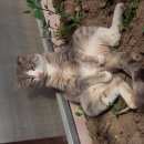 Подробнее об объявлении «Подольск Пропала кошка» Фото: пропала кошка  «Подольск Пропала кошка» в г. Подольск