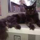 Подробнее об объявлении «Бердск Пропал кот породы мейн-кун серого цвета» Фото: пропала кошка Мейн-кун «Бердск Пропал кот породы мейн-кун серого цвета» в г. Бердск