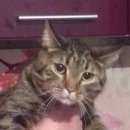 Подробнее об объявлении «Пропала кошка кот Щербинка» Фото: пропала кошка Британская короткошерстная «Пропала кошка кот Щербинка» в г. Щербинка