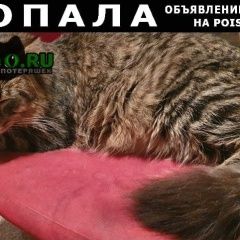 Подробнее об объявлении «Москва Пропал кот» Фото: пропала кошка  «Москва Пропал кот» в г. Москва