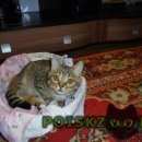 Подробнее об объявлении «Пропал котенок полосатый с оранжевыми глазами Томск» Фото: пропала кошка Британская короткошерстная «Пропал котенок полосатый с оранжевыми глазами...» в г. Томск