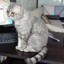 Подробнее об объявлении «Подольск Пропала кошка вислоухая кошка» Фото: пропала кошка Шотландская вислоухая «Подольск Пропала кошка вислоухая кошка» в г. Подольск