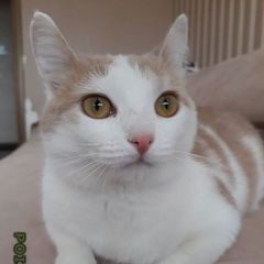 Подробнее об объявлении «Химки Пропала кошка рыже белая кошечка» Фото: пропала кошка  «Химки Пропала кошка рыже белая кошечка» в г. Химки