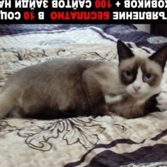 Подробнее об объявлении «Пропала кошка ушла из дома и не вернулась Черногорск Хакасия» Фото: пропала кошка Сиамская кошка «Пропала кошка ушла из дома и не вернулась...» в г. Черногорск Хакасия