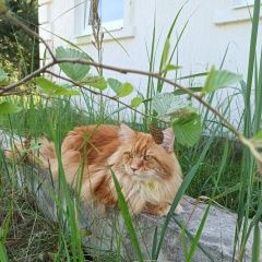 Подробнее об объявлении «Пропал кот рыжий мейн-кун Владимир» Фото: пропала кошка Мейн-кун «Пропал кот рыжий мейн-кун Владимир» в г. Владимир