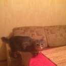 Подробнее об объявлении «Пропала кошка *** Щербинка» Фото: пропала кошка  «Пропала кошка *** Щербинка» в г. Щербинка