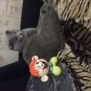 Подробнее об объявлении «Мытищи Пропал кот» Фото: пропала кошка Британская короткошерстная «Мытищи Пропал кот» в г. Мытищи