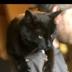 Подробнее об объявлении «Пермь Пропал кот, кличка саймон» Фото: пропала кошка  «Пермь Пропал кот, кличка саймон» в г. Пермь