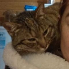 Подробнее об объявлении «Пропала кошка потерялась котя Кубинка» Фото: пропала кошка  «Пропала кошка потерялась котя Кубинка» в г. Кубинка