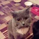 Подробнее об объявлении «Омск Пропал кот британский кот» Фото: пропала кошка Британская короткошерстная «Омск Пропал кот британский кот» в г. Омск