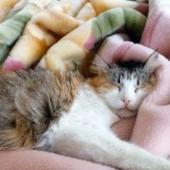 Подробнее об объявлении «Пропала кошка очень переживаю Баксан» Фото: пропала кошка  «Пропала кошка очень переживаю Баксан» в г. Баксан