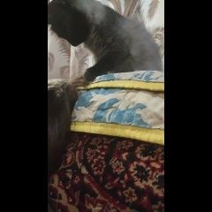 Подробнее об объявлении «Орел Пропала кошка» Фото: пропала кошка  «Орел Пропала кошка» в г. Орел