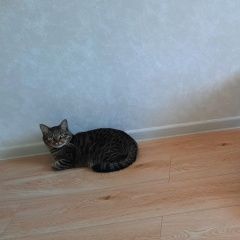 Подробнее об объявлении «Пропал кот подстриженный кот Королев» Фото: пропала кошка  «Пропал кот подстриженный кот Королев» в г. Королев