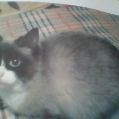 Подробнее об объявлении «Сухой Лог Пропала кошка» Фото: пропала кошка Сиамская «Сухой Лог Пропала кошка» в г. Сухой Лог