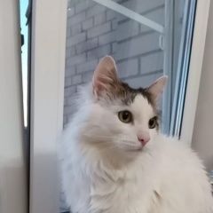 Подробнее об объявлении «Пропал кот д. лаптево, большое алексеевс Ступино» Фото: пропала кошка  «Пропал кот д. лаптево, большое алексеевс Ступино» в г. Ступино