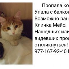 Подробнее об объявлении «Москва Пропала кошка» Фото: пропала кошка  «Москва Пропала кошка» в г. Москва
