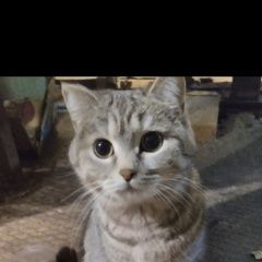 ����: ������� �����  �������� ����� ���. ����������� �� ������������� � �. ������������