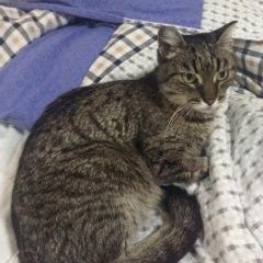 Подробнее об объявлении «Пропала кошка в е, кировский Новосибирск» Фото: пропала кошка  «Пропала кошка в е, кировский Новосибирск» в г. Новосибирск