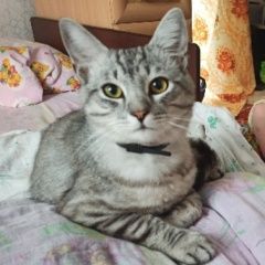 Подробнее об объявлении «Волгоград Пропал кот снт мичуринец 7» Фото: пропала кошка Скоттиш страйт (шотландская прямоухая) «Волгоград Пропал кот снт мичуринец 7» в г. Волгоград