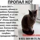 Подробнее об объявлении «Пропал кот Лахденпохья» Фото: пропала кошка Русская голубая «Пропал кот Лахденпохья» в г. Лахденпохья