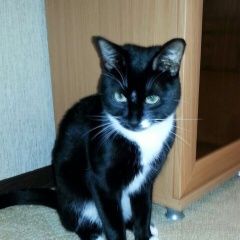 Подробнее об объявлении «Пропал кот по кличке алекс Москва» Фото: пропала кошка  «Пропал кот по кличке алекс Москва» в г. Москва