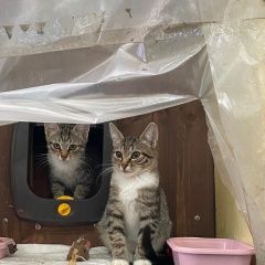 Подробнее об объявлении «Москва Пропал кот» Фото: пропала кошка  «Москва Пропал кот» в г. Москва