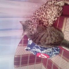 Подробнее об объявлении «Ангарск Пропал кот. квартал» Фото: пропала кошка  «Ангарск Пропал кот. квартал» в г. Ангарск