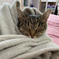 Подробнее об объявлении «Коломна Пропала кошка деревня барановка» Фото: пропала кошка  «Коломна Пропала кошка деревня барановка» в г. Коломна