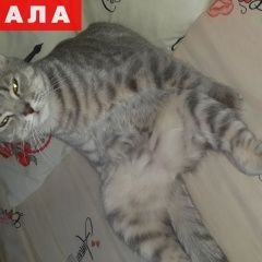 Подробнее об объявлении «Пропала кошка Самара» Фото: пропала кошка Британская длинношерстная «Пропала кошка Самара» в г. Самара