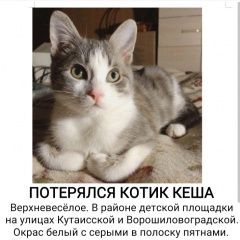 Картинка пропала кошка В городе Сочи потерялся котофей. Сочи