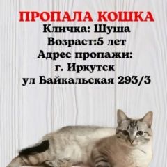 Подробнее об объявлении «Иркутск Пропала кошка» Фото: пропала кошка  «Иркутск Пропала кошка» в г. Иркутск