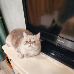 Подробнее об объявлении «Пропала кошка Краснодар» Фото: пропала кошка Экзотическая короткошерстная «Пропала кошка Краснодар» в г. Краснодар