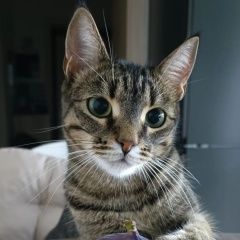 Подробнее об объявлении «Пропала кошка Москва» Фото: пропала кошка  «Пропала кошка Москва» в г. Москва