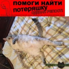 Подробнее об объявлении «Пропала кошка лианозово Москва» Фото: пропала кошка  «Пропала кошка лианозово Москва» в г. Москва
