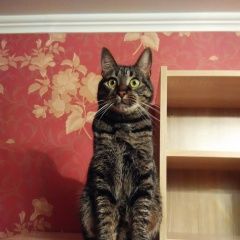 Подробнее об объявлении «Пропал кот, в.посад Звенигород» Фото: пропала кошка  «Пропал кот, в.посад Звенигород» в г. Звенигород