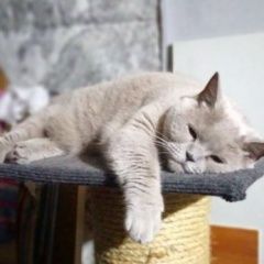 Подробнее об объявлении «Пропала кошка Санкт-Петербург» Фото: пропала кошка Британская короткошерстная кошка «Пропала кошка Санкт-Петербург» в г. Санкт-Петербург