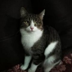 Подробнее об объявлении «Пропала кошка Бор» Фото: пропала кошка  «Пропала кошка Бор» в г. Бор