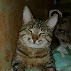 Подробнее об объявлении «Пропал кот мурзик Уфа» Фото: пропала кошка  «Пропал кот мурзик Уфа» в г. Уфа