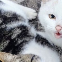 Подробнее об объявлении «Пропал кот Реутов» Фото: пропала кошка  «Пропал кот Реутов» в г. Реутов