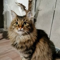 Подробнее об объявлении «Луховицы Пропала кошка» Фото: пропала кошка  «Луховицы Пропала кошка» в г. Луховицы