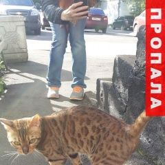 Подробнее об объявлении «Пропала кошка хозяин найдись Москва» Фото: пропала кошка Бенгальская «Пропала кошка хозяин найдись Москва» в г. Москва