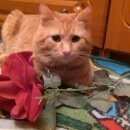 Подробнее об объявлении «Пропал кот Томск» Фото: пропала кошка  «Пропал кот Томск» в г. Томск