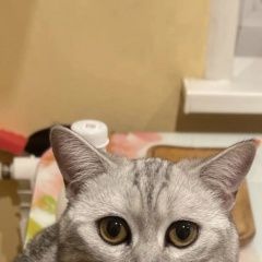 Подробнее об объявлении «Пропал кот 13 сентября 2022 г Сызрань» Фото: пропала кошка  «Пропал кот 13 сентября 2022 г Сызрань» в г. Сызрань