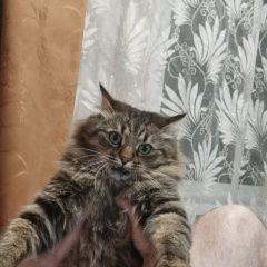 Подробнее об объявлении «Саратов Пропал кот» Фото: пропала кошка Сибирская кошка «Саратов Пропал кот» в г. Саратов