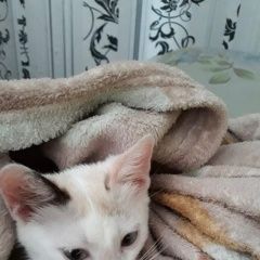 Подробнее об объявлении «Воронеж Пропала кошка» Фото: пропала кошка  «Воронеж Пропала кошка» в г. Воронеж