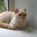 Подробнее об объявлении «Орел Пропал кот» Фото: пропала кошка  «Орел Пропал кот» в г. Орел